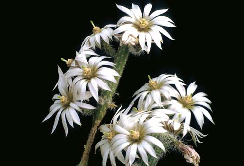 leucanthus-dfm00018502
